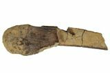 Hadrosaur (Edmontosaurus) Limb Bone End - South Dakota #192643-1